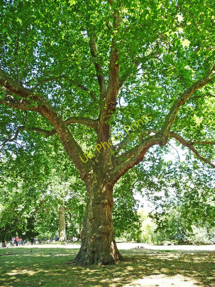 Photo 6"x4" London Plane, St James's Park Westminster c2009