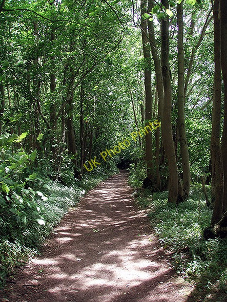 Photo 6"x4" Woodland near Burnt House Farm Westwell\/TQ9847 c2009