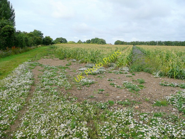 Photo 6"x4" Footpath west from South Mundham Farm South Mundham c2009
