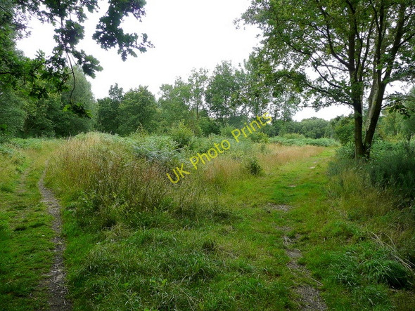 Photo 6"x4" Bisley Common 1 Miles Green\/SU9558 c2009