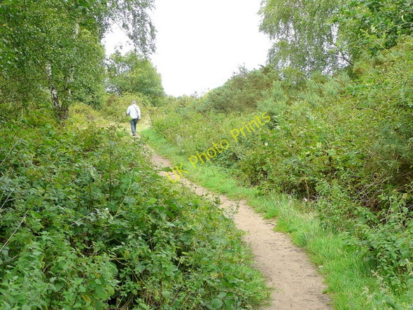 Photo 6"x4" Bridleway onto Broxhead Common Bordon c2009