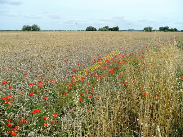 Photo 6"x4" Wheat edged with poppies Iron Bridge\/TL4898 c2009