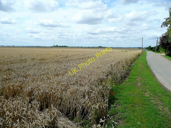 Photo 6"x4" Wheat crop at Owen's farm Deeping St Nicholas c2009