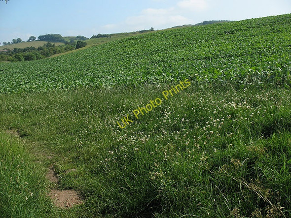 Photo 6"x4" Crops near Humbleton Wooler c2009