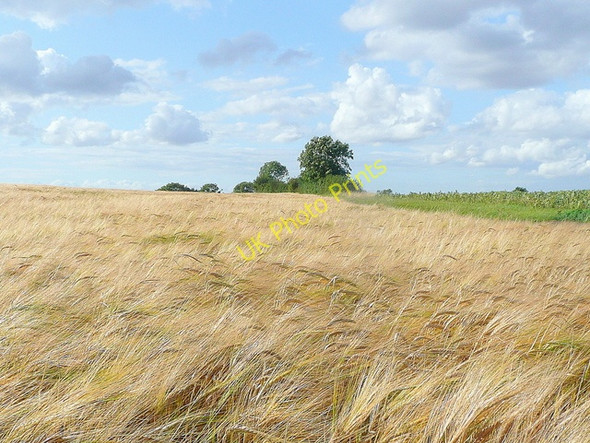 Photo 6"x4" Barley in the breeze West End\/TL0962 c2009