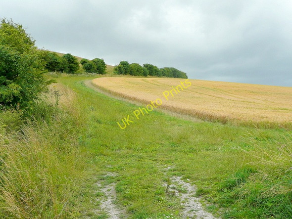 Photo 6"x4" Barley on the slope of Liddington Hill Badbury\/SU1980 c2009
