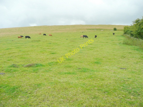 Photo 6"x4" Cattle grazing Badbury\/SU1980 c2009