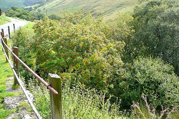 Photo 6"x4" Cwm Groes Talardd\/SH8926 c2009