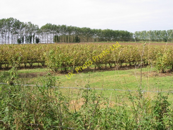 Photo 6"x4" Blackcurrant bushes near the North Downs Way Ileden c2007