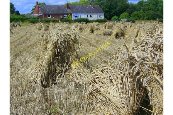 Photo 6"x4" Corn stooks, Hilcott Broad Street\/SU1059 c2009