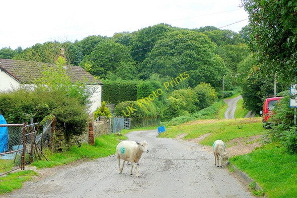Photo 6"x4" Forest of Dean sheep 2 Readings\/SO6116 c2009