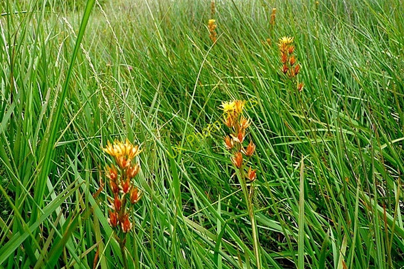 Photo 6"x4" Plants near Afon Llynedno Bethania\/SH6250 c2009