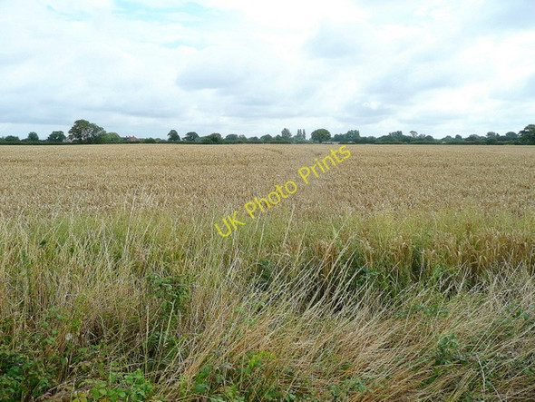Photo 6"x4" Cereal crop at Sidlesham Highleigh\/SZ8498 c2009