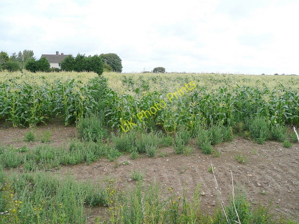 Photo 6"x4" Maize crop north of Easton Lane Highleigh\/SZ8498 c2009