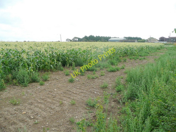 Photo 6"x4" Maize crop north of Easton Lane 2 Highleigh\/SZ8498 c2009