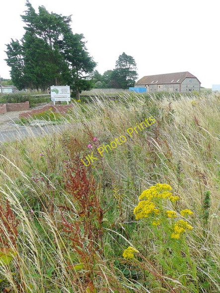 Photo 6"x4" Verge with wild flowers Earnley c2009