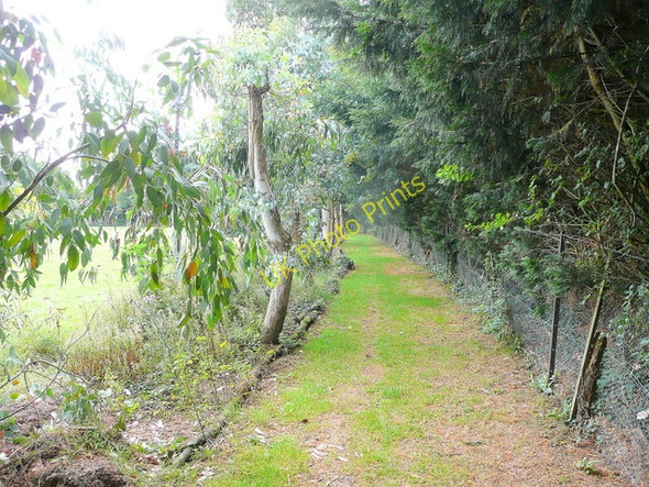 Photo 6"x4" Footpath to Almodington Somerley\/SZ8198 c2009