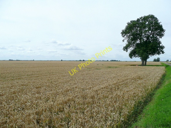 Photo 6"x4" Upwell Fen cereal land Tipps End c2009