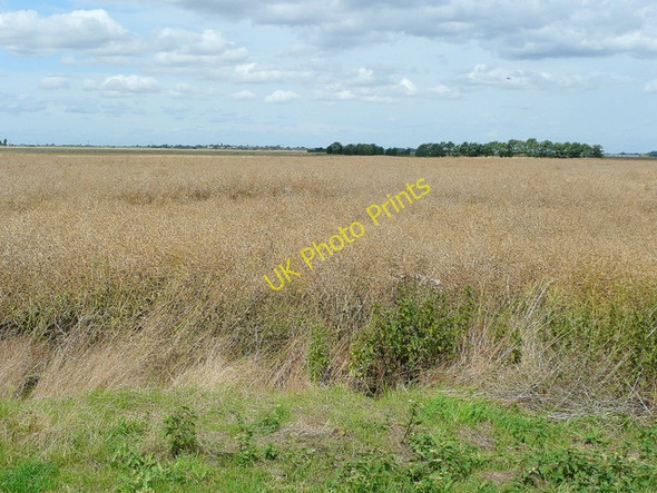 Photo 6"x4" Rape crop in Moulton West Fen 2 Brotherhouse Bar c2009