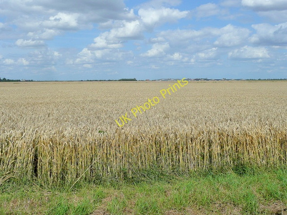Photo 6"x4" Wheat crop at Church Farm Deeping St Nicholas c2009