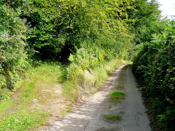 Photo 6"x4" Squires Lane, Upper Lydbrook Carterspiece c2009