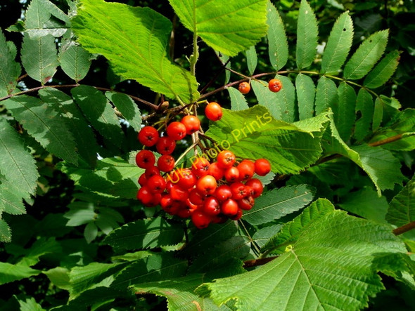 Photo 6"x4" Ripening rowan berries Carterspiece c2009