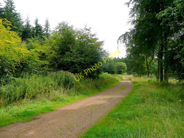 Photo 6"x4" Forest of Dean cycle track Edge End\/SO5913 c2009