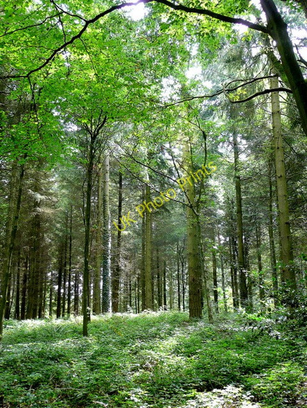 Photo 6"x4" The Royal Forest of Dean 2 Baker's Hill\/SO5811 c2009
