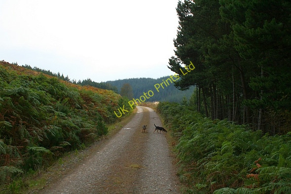 Photo 6"x4" Track in Wheeldale Plantation (8). Wheeldale Gill c2007