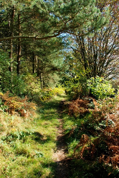 Photo 6"x4" Path across Baslow Bar Baslow c2007