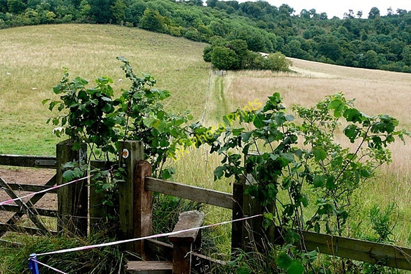 Photo 6"x4" Footpath towards Ibstone Ibstone c2009