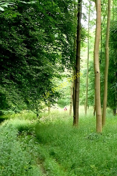 Photo 6"x4" In Blackmoor Wood Christmas Common c2009