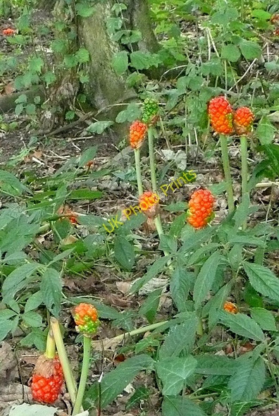 Photo 6"x4" Lords and Ladies (Arum maculatum) Shirburn c2009