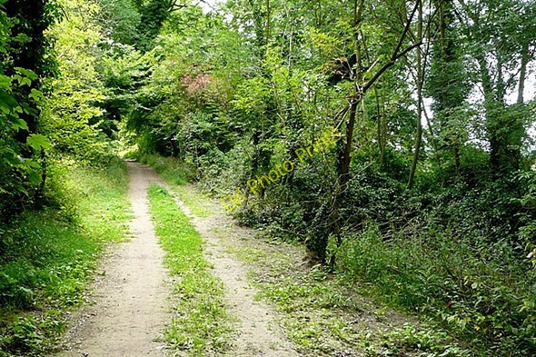 Photo 6"x4" The Ridgeway Christmas Common c2009