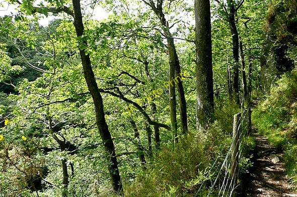 Photo 6"x4" Footpath through Cwm Llugwy Betws-y-Coed c2009