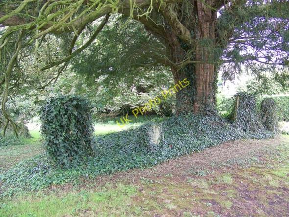 Photo 6"x4" Yew tree, The Church of St Peter ad Vincula, Broad Hinton Broad Hinton c2009