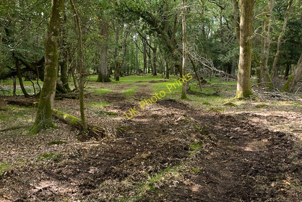 Photo 6"x4" Warwickslade Cutting: vehicle tracks Bank\/SU2807 c2009