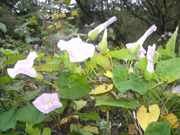 Photo 6"x4" Field Bindweed Whitemire\/NH9754 c2007