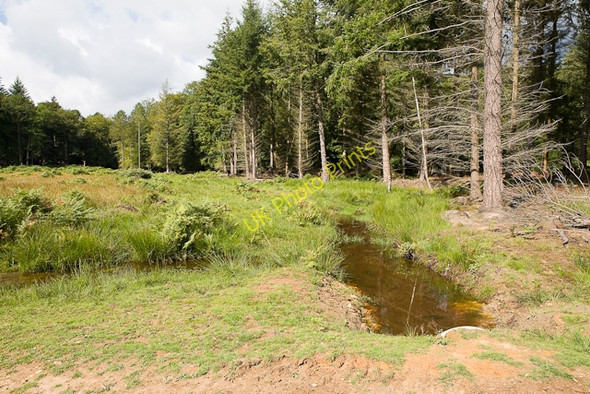 Photo 6"x4" Stream in Knightwood Inclosure Bank\/SU2807 c2009