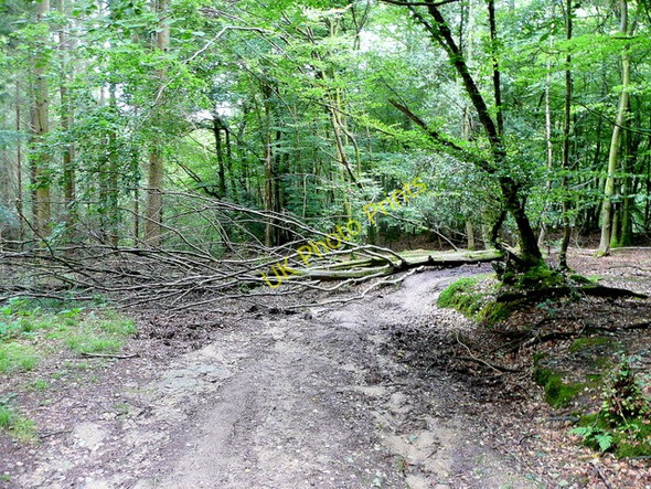 Photo 6"x4" Tree across the path Hillersland c2009