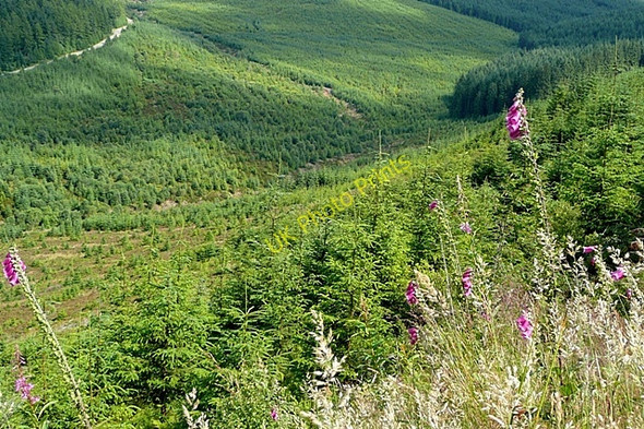 Photo 6"x4" Cwm Gwyn Penllyn Forest c2009