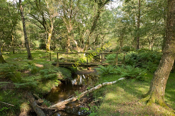 Photo 6"x4" Footbridge over Warwickslade Cutting Bank\/SU2807 c2009