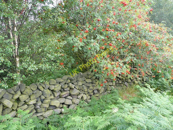 Photo 6"x4" Wall around Hove Yard Wood, Mytholmroyd Cragg Vale\/SE0023 c2009