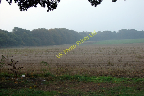 Photo 6"x4" Stubble Field and Tree Belt Gayton Thorpe c2007