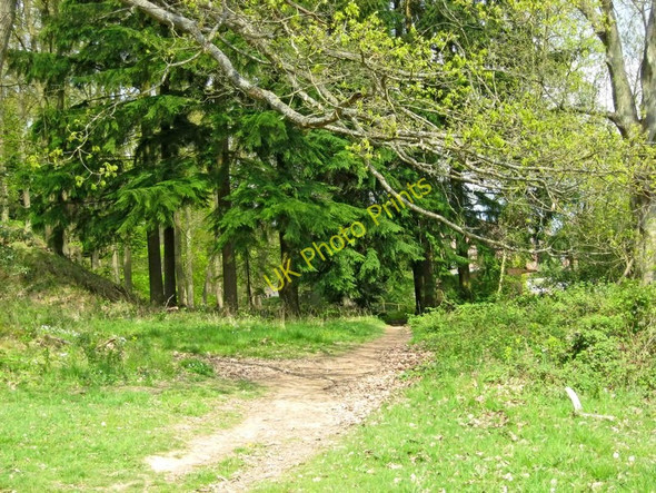 Photo 6"x4" Path at the edge of Wyre Forest Buttonoak c2010