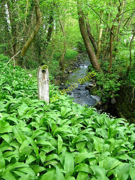 Photo 6"x4" River Amber near Fallgate Fallgate c2010