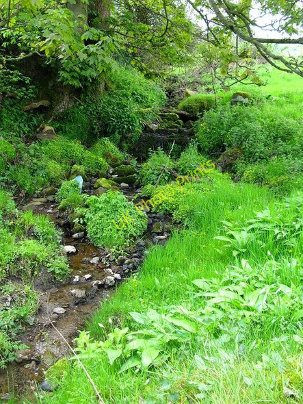 Photo 6"x4" A brook alongside a footpath Kelstedge c2010