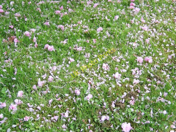 Photo 6"x4" Blossoms in the Churchyard Middle Woodford c2010