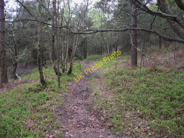 Photo 6"x4" Footpath in Woolmer Forest Griggs Green c2010