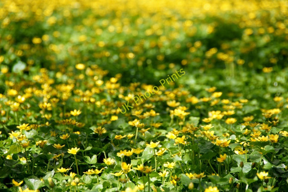 Photo 6"x4" Lesser Celandine (Ranunculus filicaria), Halligarth, Baltasound Baltasound c2010